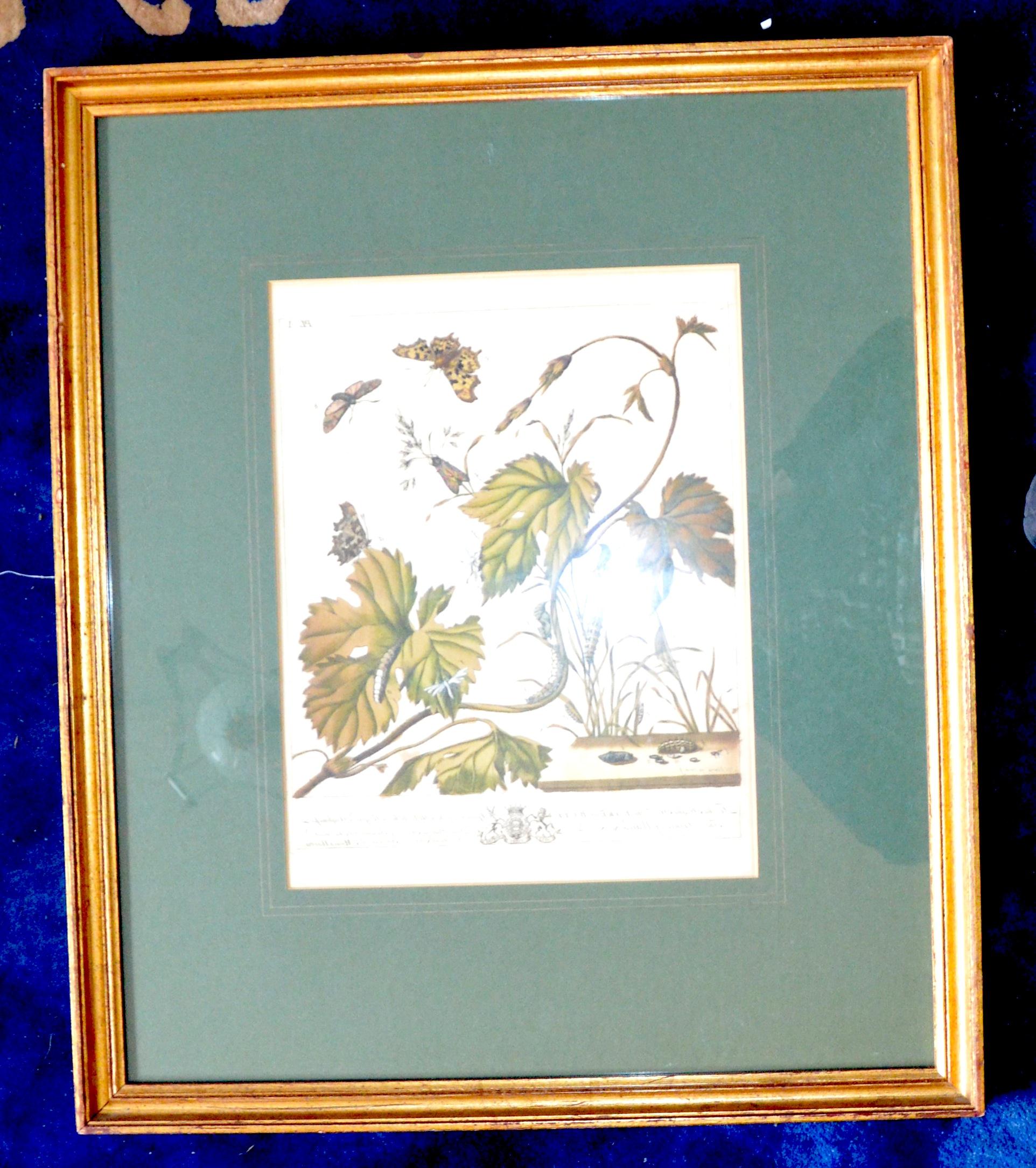 Moses Harris for 'The Aurelian" 1766 plate I Framed/Glazed (1 of 1)