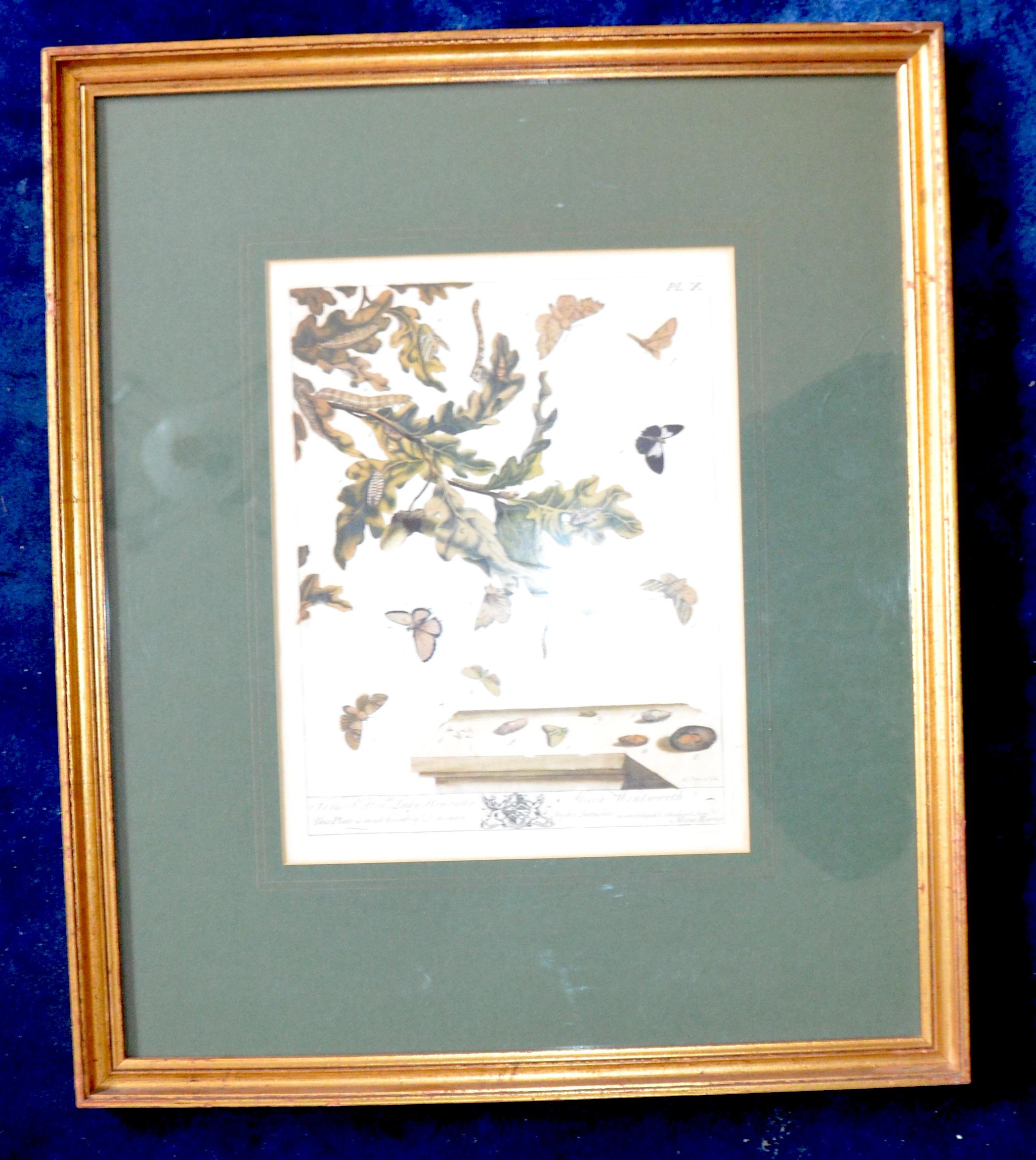 Moses Harris Illustration for 'The Aurelian" 1766 plate X Framed/Glazed (1 of 1)