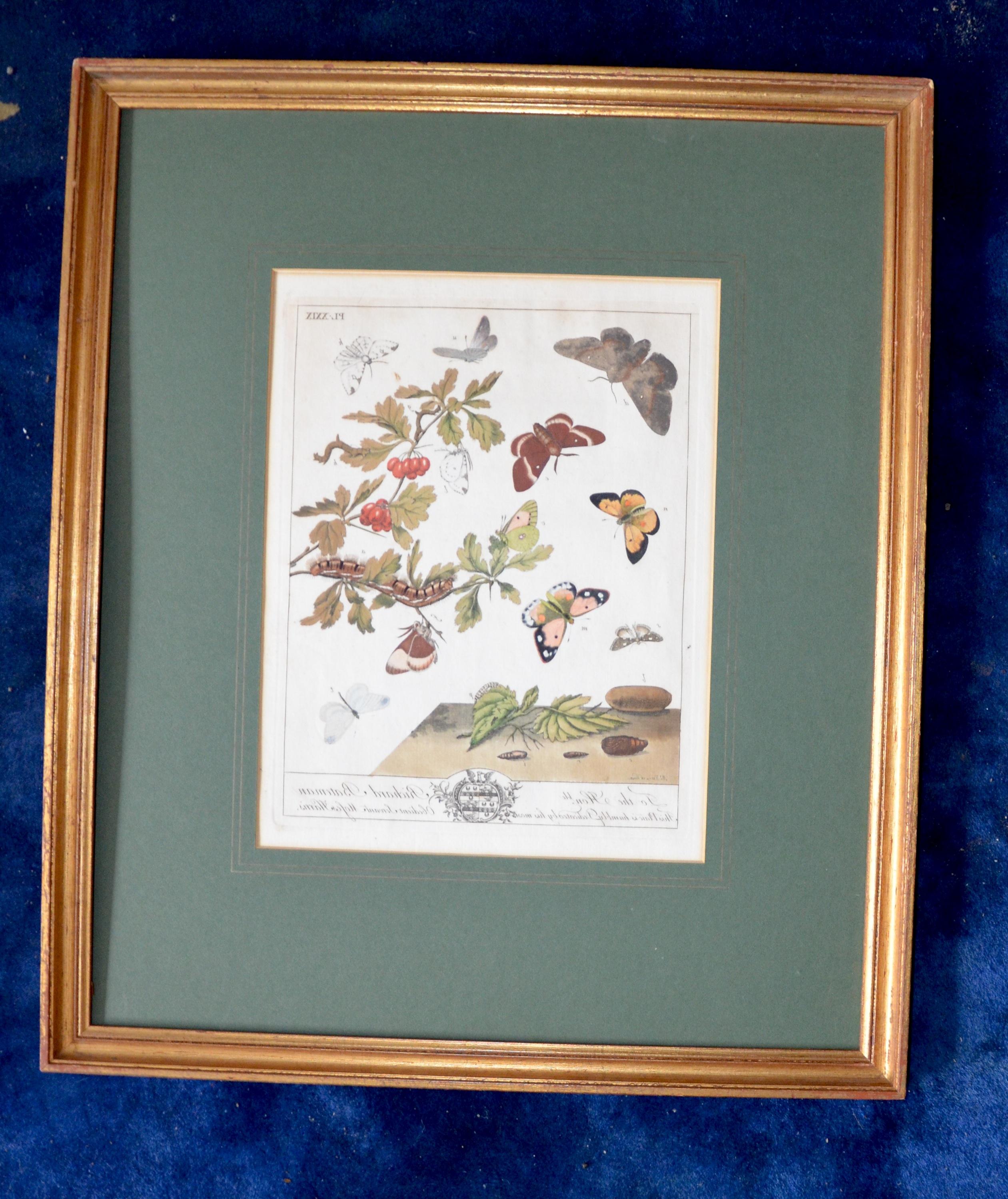 Moses Harris  Illustration for 'The Aurelian" 1766 plate XXIX Framed/Glazed (1 of 1)