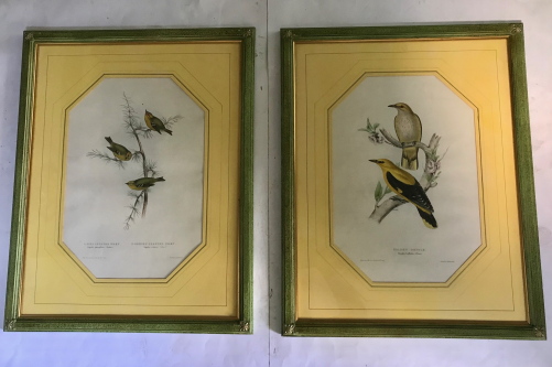 Fabulous Set of Eight Ornithological Bird Prints (1 of 1) Fabulous Set of Eight Ornithological Bird Prints (1 of 1)