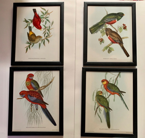 Set of Four Mr Goulds Tropical Framed Bird Prints (1 of 1) Set of Four Mr Goulds Tropical Framed Bird Prints (1 of 1)