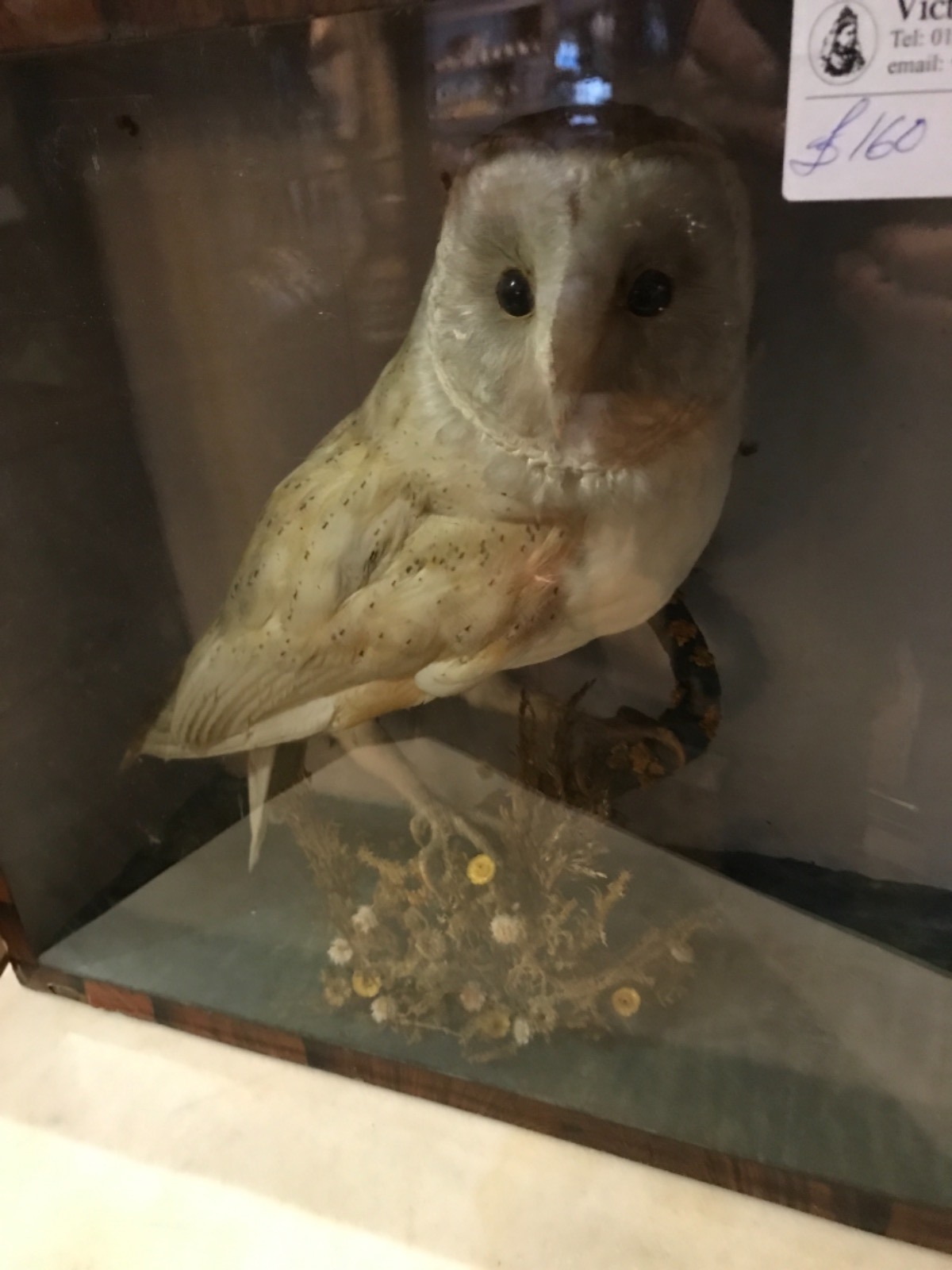 Taxidermy Owl (1 of 1)