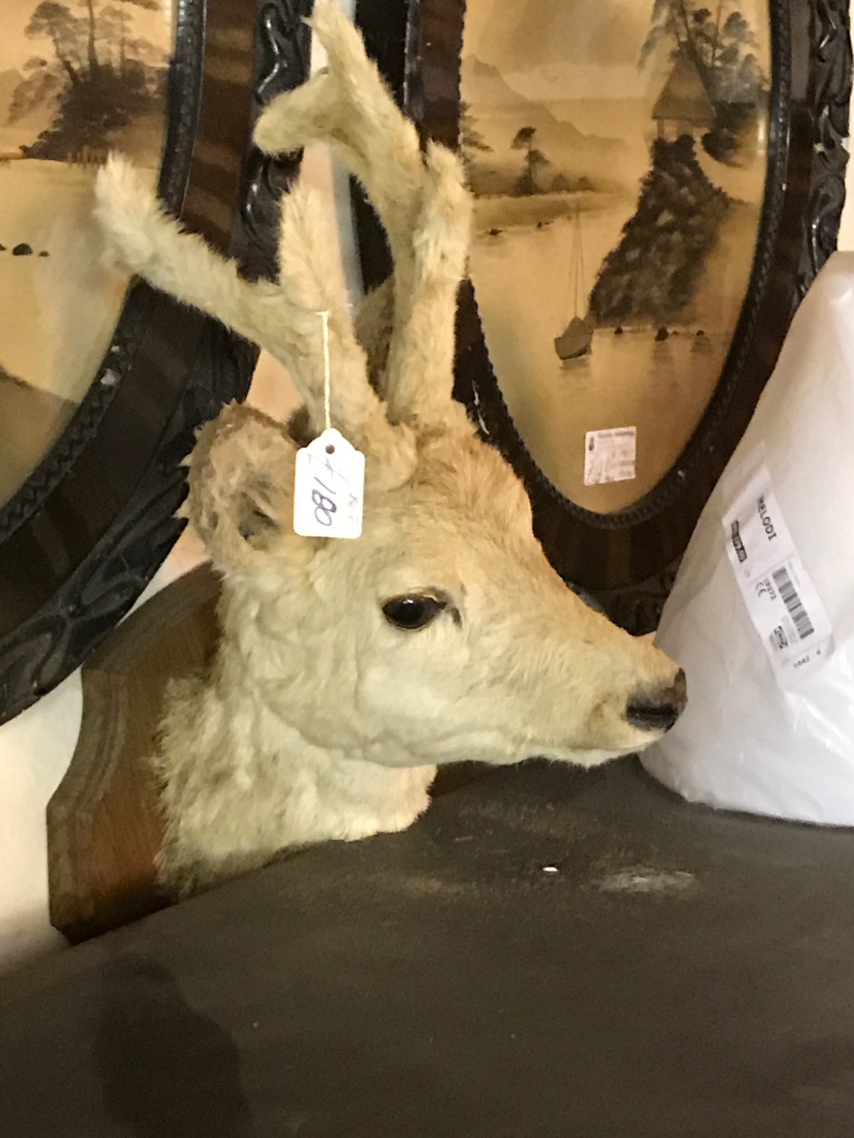 Taxidermy Young Deer (1 of 1)