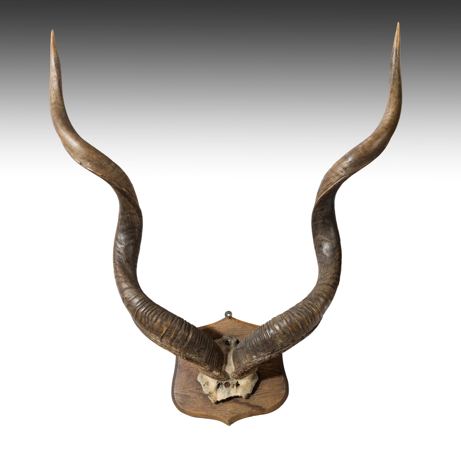 Large Set of Victorian Mounted Antique Kudu Antlers (1 of 1) Large Set of Victorian Mounted Antique Kudu Antlers (1 of 1)