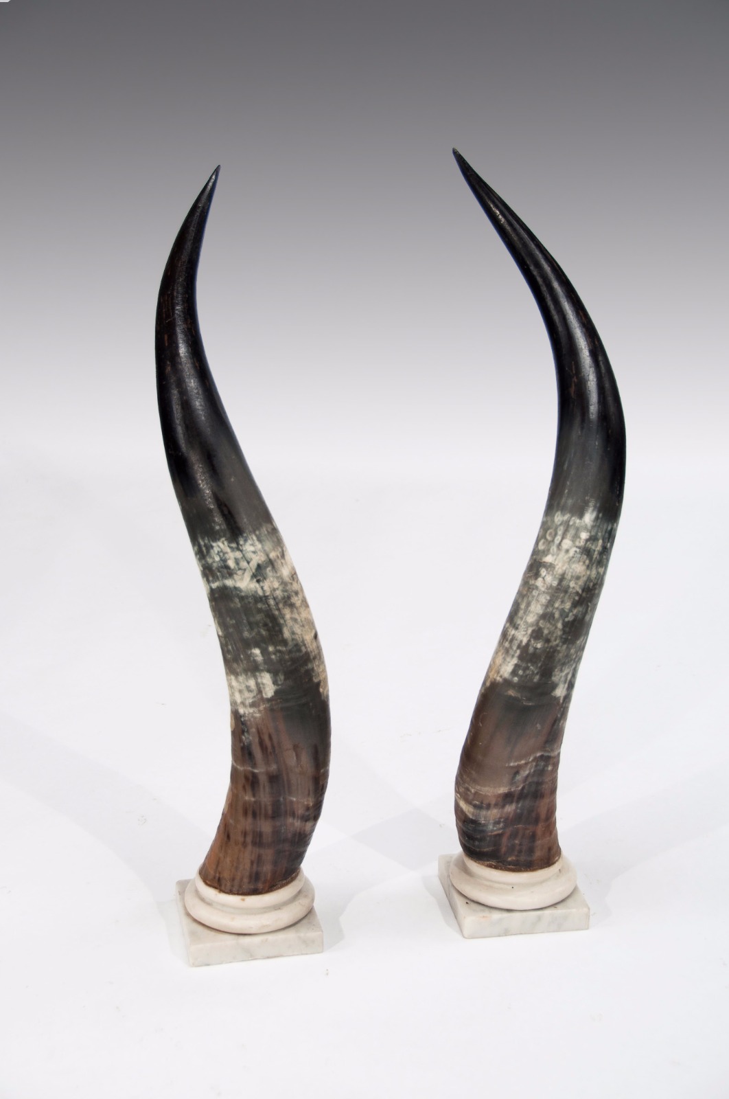 Large Decorative Pair of Antique Marble Mounted Longhorn Steer Horns (1 of 1) Large Decorative Pair of Antique Marble Mounted Longhorn Steer Horns (1 of 1)