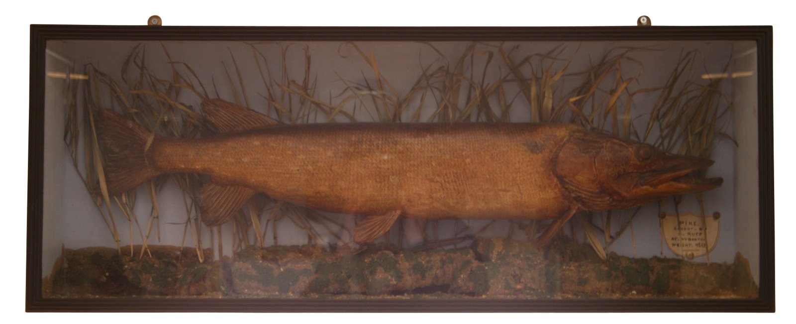 Stuffed Pike Mounted in Case (1 of 1)