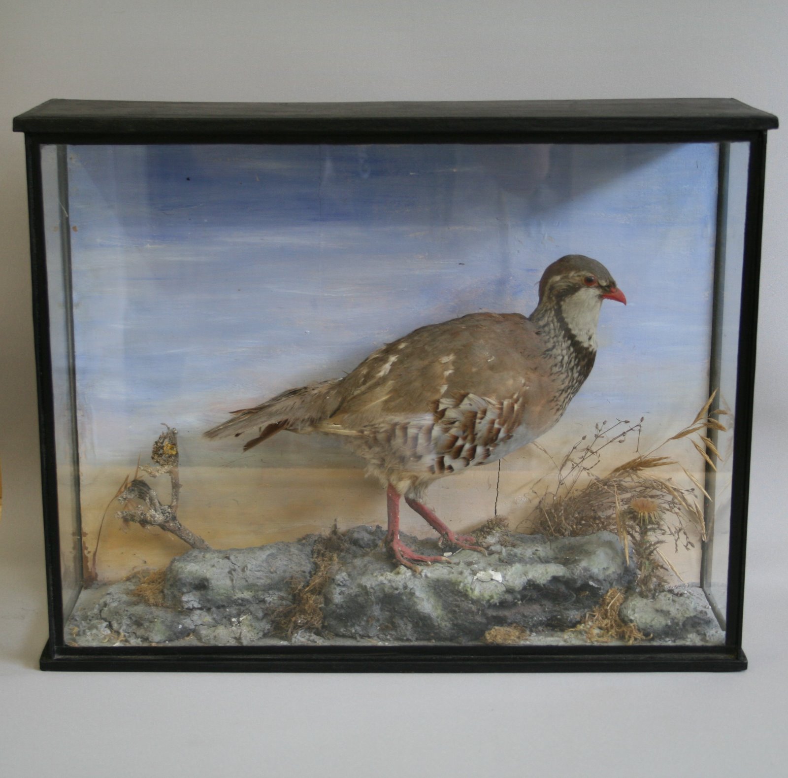 Taxidermy French Partridge (1 of 2)