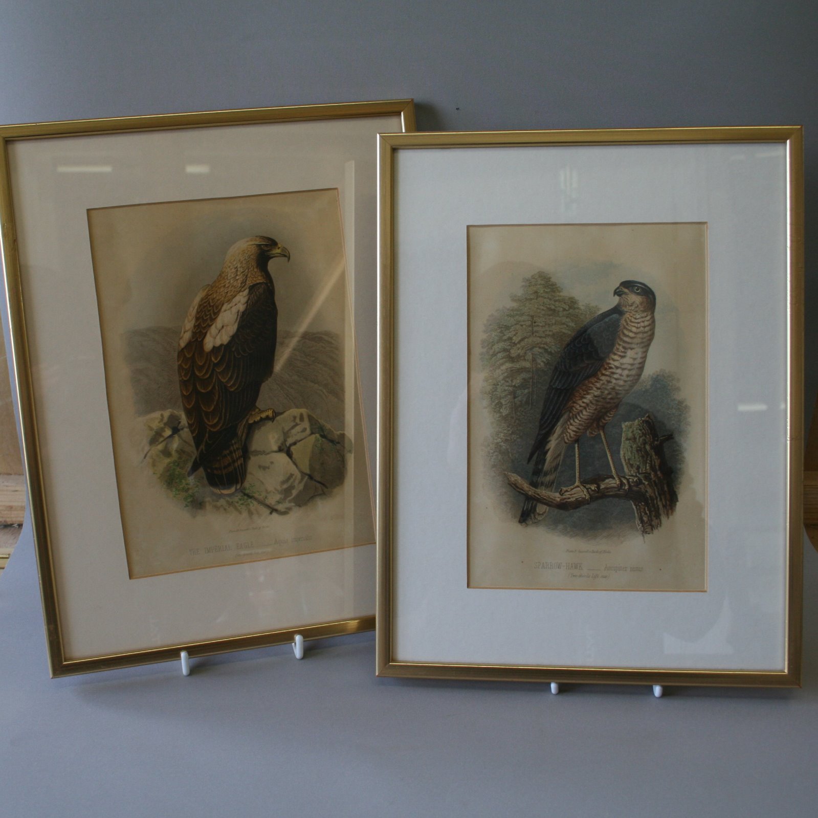 Pair of Victorian Prints Depicting Birds of Prey (1 of 1)