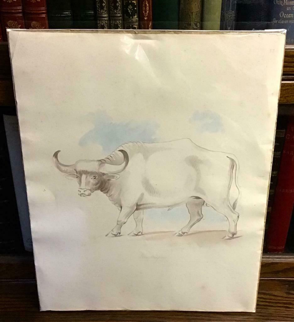 Middle East Natural History Watercolour c.1850 (1 of 3) Middle East Natural History Watercolour c.1850 (1 of 3)