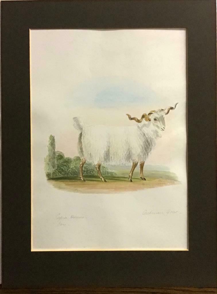 Middle East Natural History Watercolour c.1850 (1 of 3) Middle East Natural History Watercolour c.1850 (1 of 3)