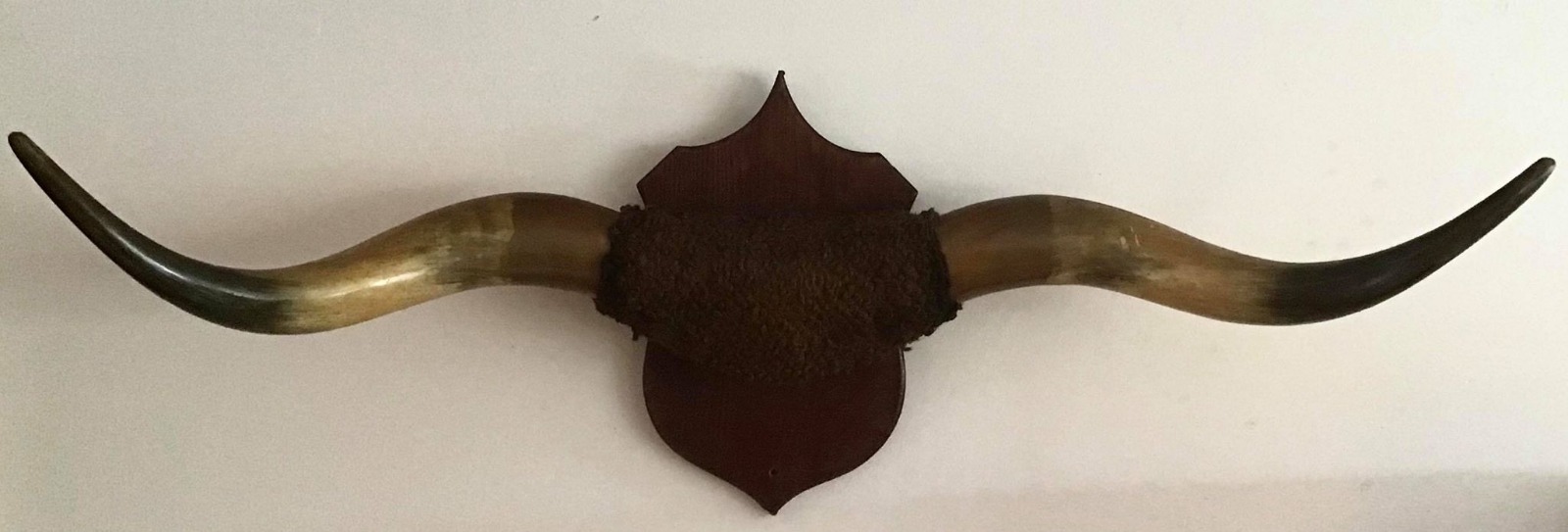 Large Pair of Antique Buffalo Horns Mounted on Wooden Plaque (1 of 6) Large Pair of Antique Buffalo Horns Mounted on Wooden Plaque (1 of 6)