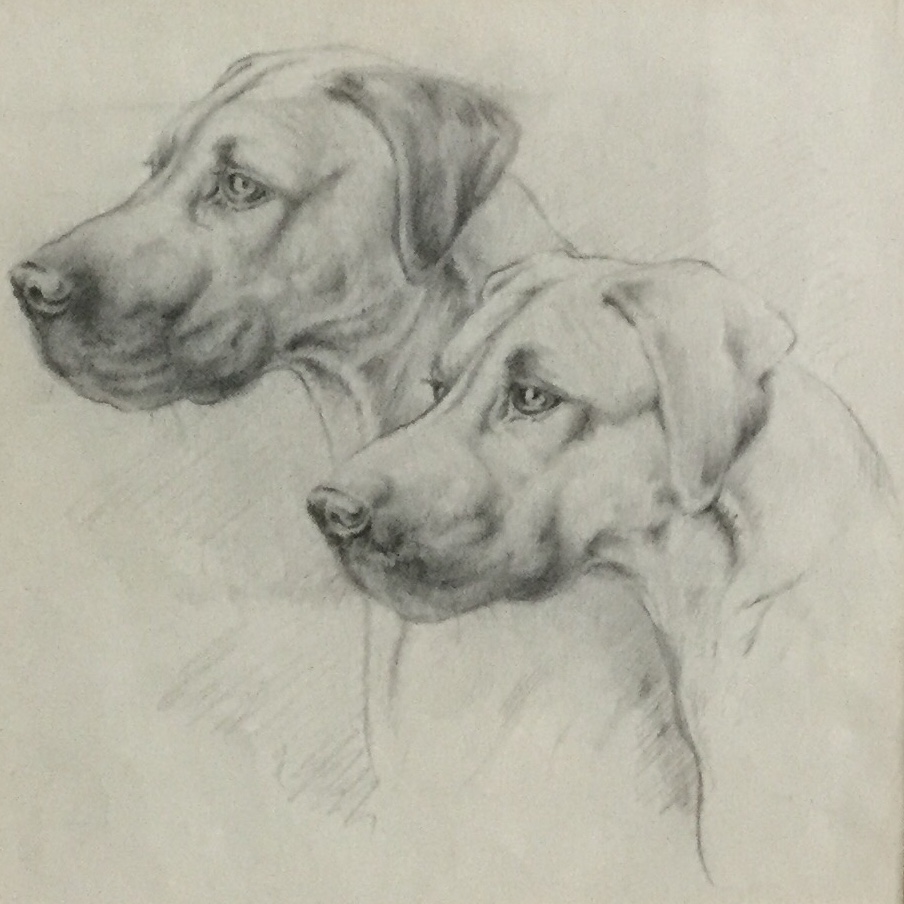 Mabel Gear Pencil Drawing - Great Danes (1 of 2)