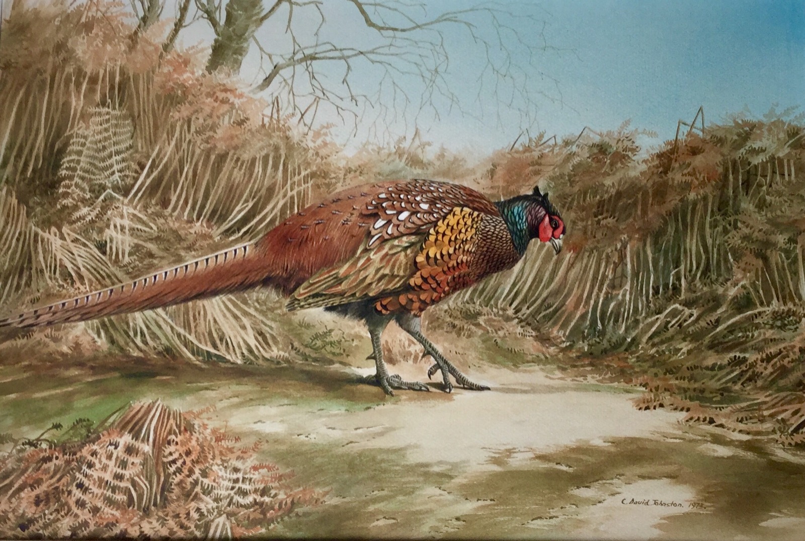 Cyril David Johnston Watercolour - Common Pheasant (1 of 2)