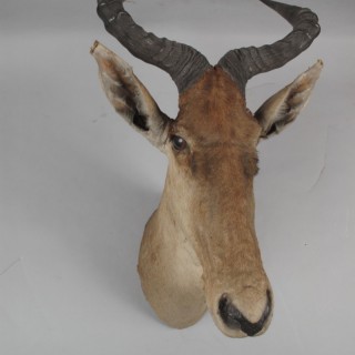 Very Early Coke’s Hartebeest Dated 15 Mar. 1909 Athi Plains 'Kenya' Rowland Ward (1 of 5)