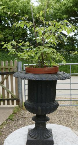 Dainty Weathered Cast Iron Garden Urn (1 of 8)