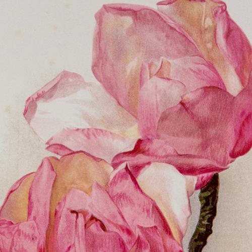 Sublime & Romantic Magnolias Chromolithograph 1903 (1 of 4) Sublime & Romantic Magnolias Chromolithograph 1903 (1 of 4)