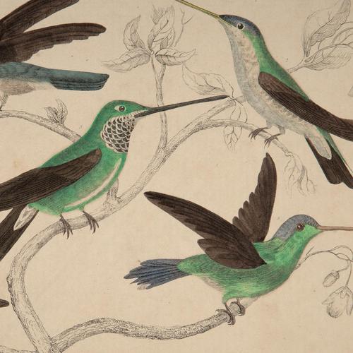 Hand Coloured 'Glorious Hummingbird Two' Lithograph. Goldsmith 1875 (1 of 4) Hand Coloured 'Glorious Hummingbird Two' Lithograph. Goldsmith 1875 (1 of 4)
