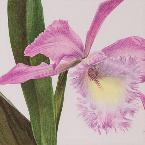 Extraordinary 'Empress of Russia Orchid' Chromolithograph 1903 (1 of 4)