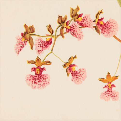 Delicate Oncidium Cucullatum Orchid Chromolithograph 1871-1881 (1 of 4)