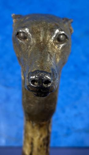 Late Victorian  Birch Greyhound Walking Stick (1 of 21)