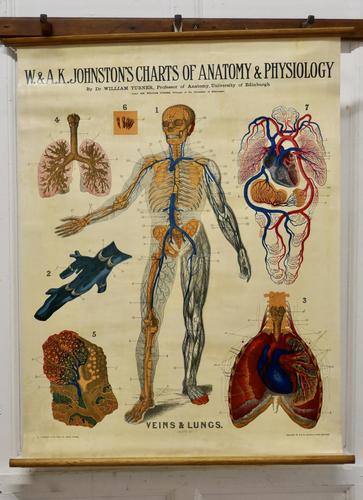 Large University Anatomical Chart “Veins and Lungs” by Turner (1 of 6) Large University Anatomical Chart “Veins and Lungs” by Turner (1 of 6)