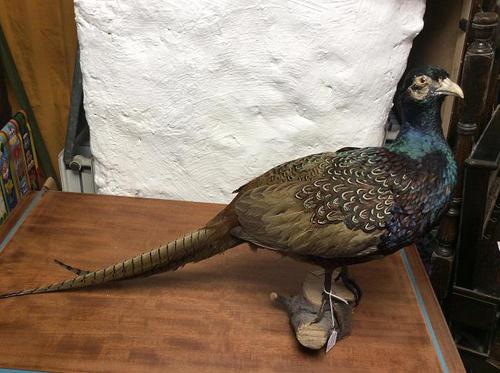 Taxidermy Pheasant (1 of 2) Taxidermy Pheasant (1 of 2)