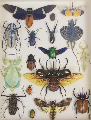 Fabulous Antique Collection Cased Butterfly & Insect Specimens (1 of 8) Fabulous Antique Collection Cased Butterfly & Insect Specimens (1 of 8)