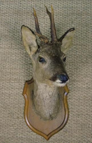 Taxidermy Roe Deer (1 of 4)