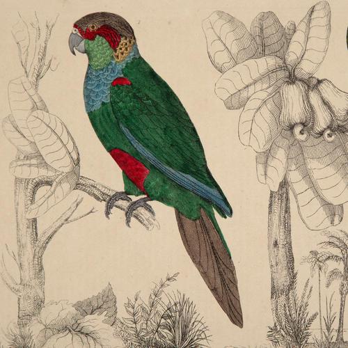 Hand Coloured 'Paraquettes' Lithograph. Goldsmith 1875 (1 of 5) Hand Coloured 'Paraquettes' Lithograph. Goldsmith 1875 (1 of 5)