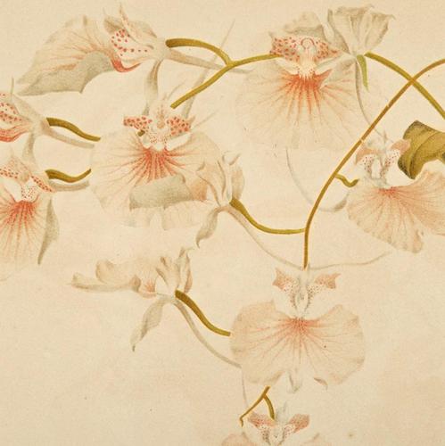 Comparettia Macroplectron Orchid Chromolithograph. Robinson. 1871-1881 (1 of 3)