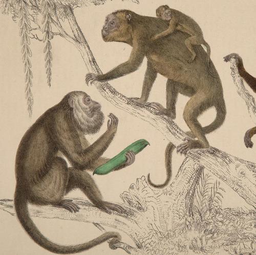 Hand Coloured 'Monkey Troop' Lithograph. Goldsmith 1875 (1 of 4)