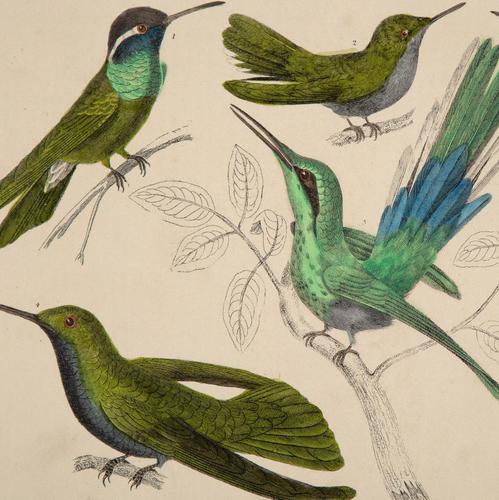Hand Coloured 'Glorious Hummingbird' Lithograph. Goldsmith 1875 (1 of 4) Hand Coloured 'Glorious Hummingbird' Lithograph. Goldsmith 1875 (1 of 4)