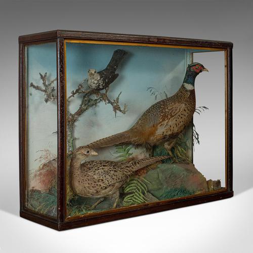 Antique Taxidermy Scene, Birds, Pheasant, Blackbird, Display Case, Victorian (1 of 10)