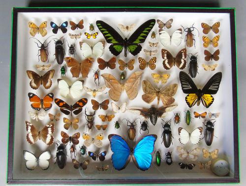 Large Antique Butterfly & Insect Specimen Case (1 of 7) Large Antique Butterfly & Insect Specimen Case (1 of 7)