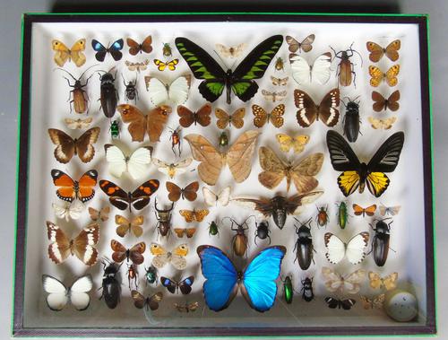 Large Antique Butterfly & Insect Specimen Case (1 of 7)