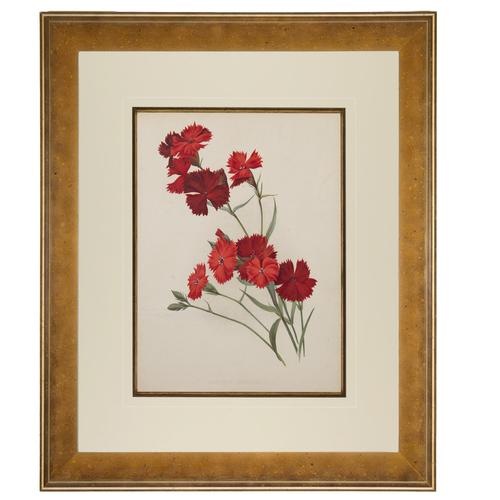 Dianthus Atkinson Chromolithograph. Robinson. The Garden 1871-1881 (1 of 4)