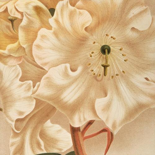 Astonishing Rhododendron Auckland Chromolithograph. Robinson. 1871-1881 (1 of 3) Astonishing Rhododendron Auckland Chromolithograph. Robinson. 1871-1881 (1 of 3)