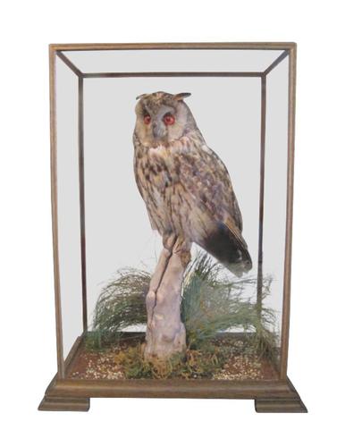 Fine Example of a Long Eared Owl in Glass Case (1 of 5)