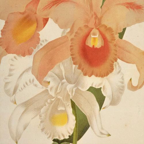 Magnificent Cattleya Trianae Orchid Chromolithograph. Robinson. 1871-1881 (1 of 3)