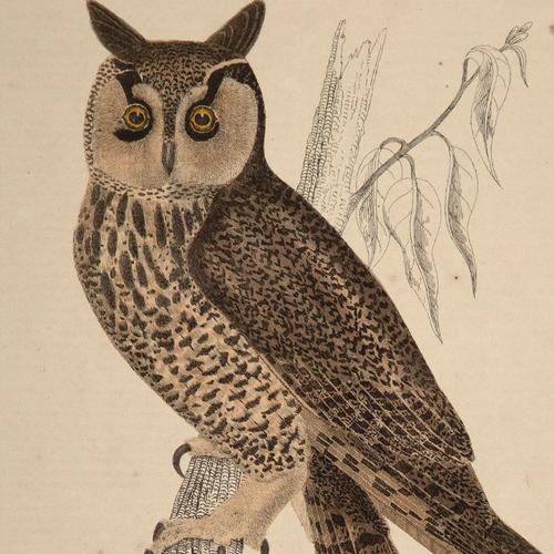 Hand Coloured 'Hunting Owl' Lithograph. Goldsmith 1875 (1 of 4)