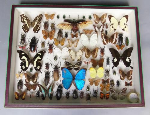 Large Antique Specimen Butterfly & Insect Case (1 of 7) Large Antique Specimen Butterfly & Insect Case (1 of 7)