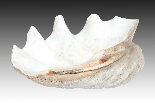 Exceptionaly Large Giant Clam Shell (1 of 5) Exceptionaly Large Giant Clam Shell (1 of 5)