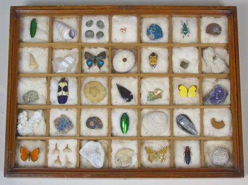 Antique Natural History Collectors Cabinet (1 of 8) Antique Natural History Collectors Cabinet (1 of 8)