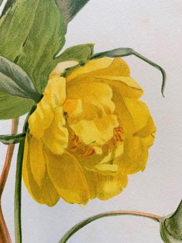 Elegant 'Yellow Peonia' Chromolithograph 1903 (1 of 4)