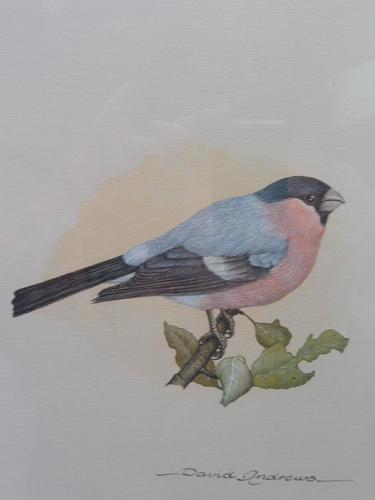 Watercolour Study of a Finch Listed Wildlife Artist David Andrews (1 of 10) Watercolour Study of a Finch Listed Wildlife Artist David Andrews (1 of 10)