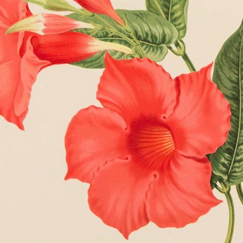 Vibrant 'Dipladenia Profusa (Hort)'' Chromolithograph 1871-1881 (1 of 4) Vibrant 'Dipladenia Profusa (Hort)'' Chromolithograph 1871-1881 (1 of 4)
