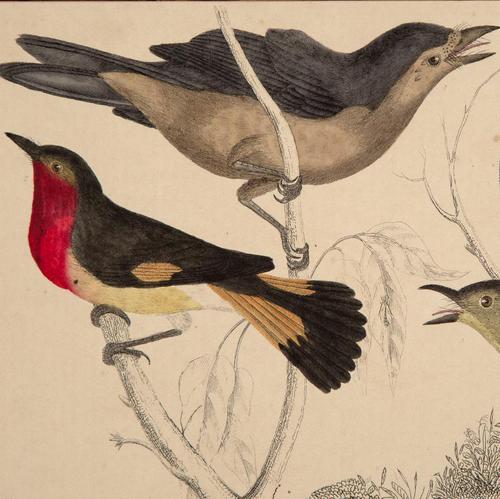 Hand Coloured 'Crimson Breast' Lithograph. Goldsmith 1875 (1 of 4) Hand Coloured 'Crimson Breast' Lithograph. Goldsmith 1875 (1 of 4)