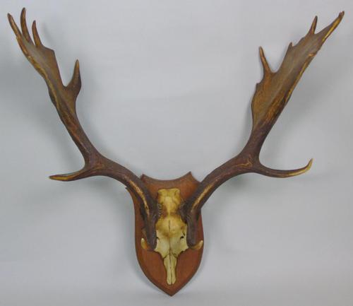 Antique Antlers on Solid Oak Shield (1 of 7)