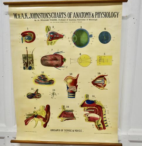 Large University Anatomical Chart “Organs of Sense & Voice” by Turner (1 of 7) Large University Anatomical Chart “Organs of Sense & Voice” by Turner (1 of 7)