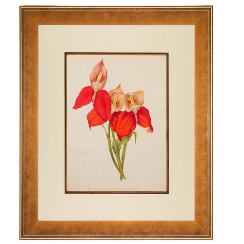 Disa Grandiflora 'Var Superba Barrelli' Chromolithograph. The Garden 1871-1881 (1 of 4) Disa Grandiflora 'Var Superba Barrelli' Chromolithograph. The Garden 1871-1881 (1 of 4)